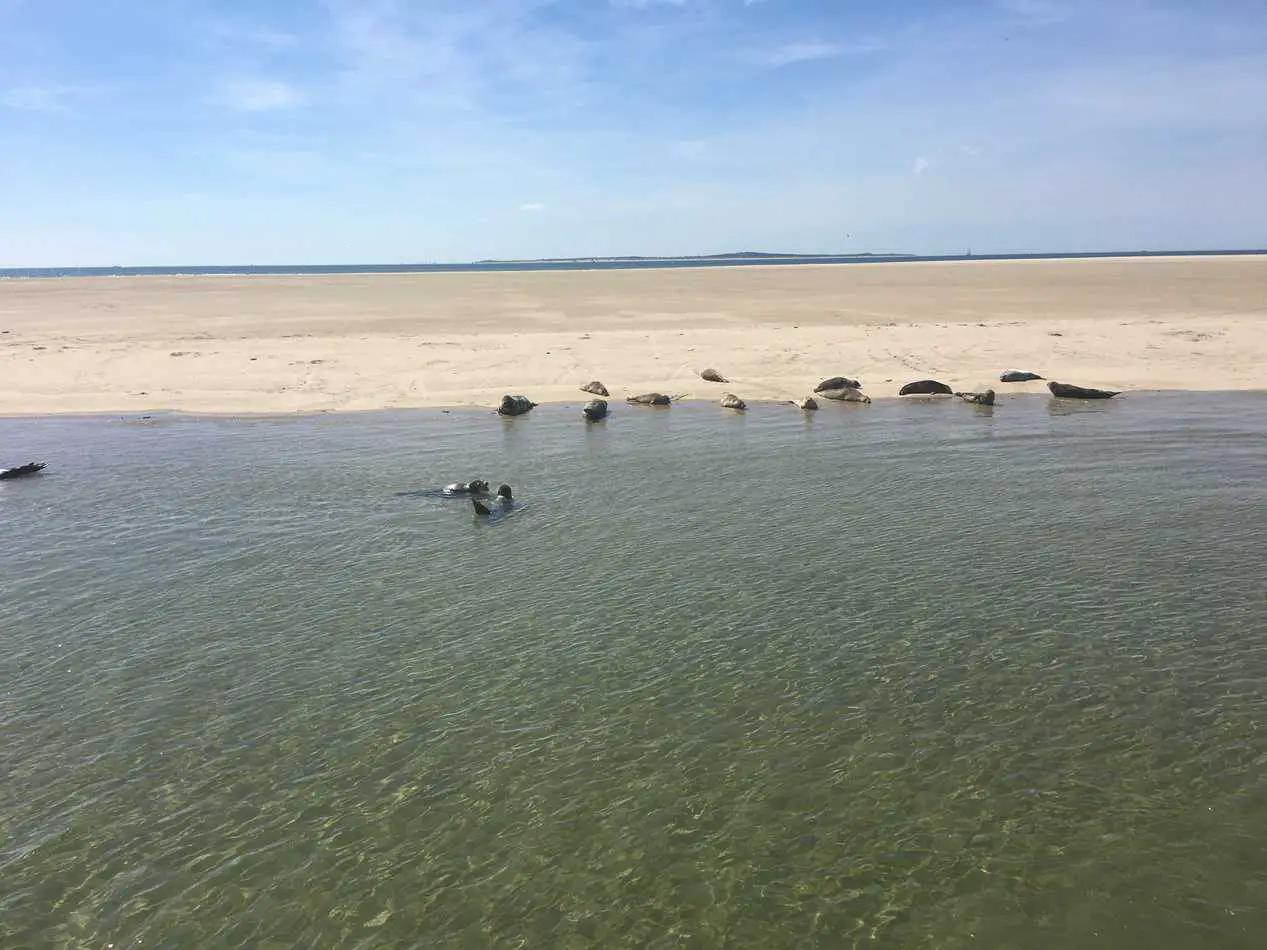 seals resting and playing on a sandbank in The Wadden Sea