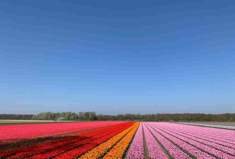 Pink, orange and red blooming tulips on a sunny day in The Netherlands