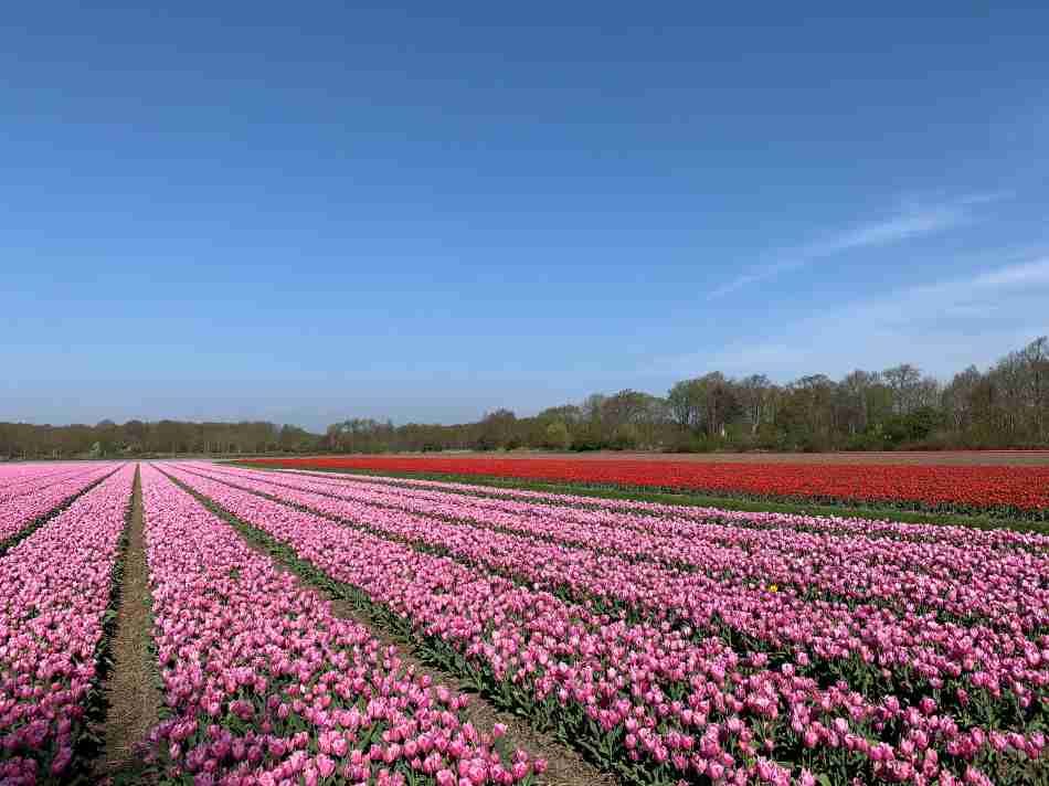 Tulip fields in The Netherlands on a sunny spring day