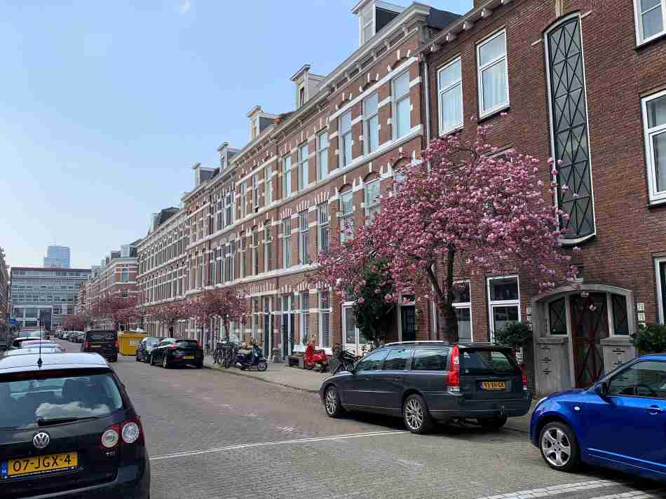 A picturesque street in Bezuidenhout, an affordable neighborhood in The Hague, featuring a row of classic Dutch townhouses with large windows and distinctive gables, complemented by a cherry blossom tree in full bloom.