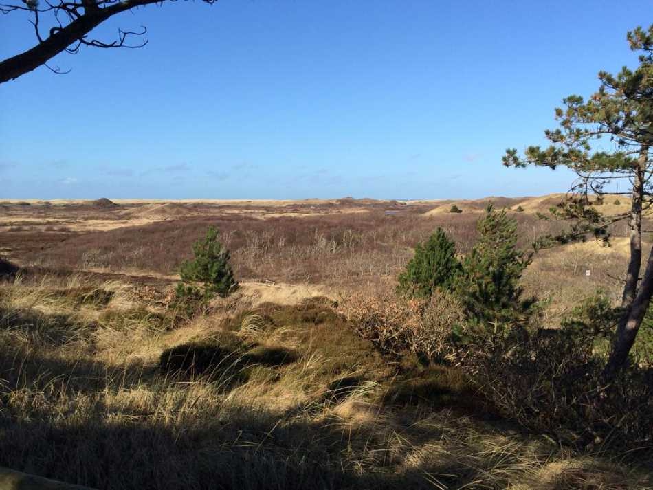 The northern part of Texel contains many heath fields