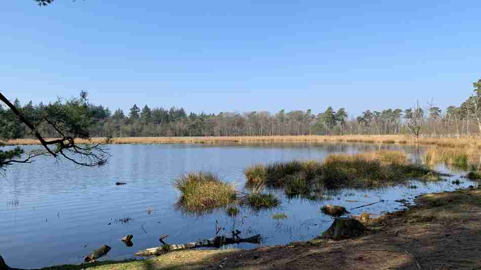 Tranquil small lake surrounded by grassy marshes and a dense forest near Hof van Saksen, reflecting a clear blue sky in its calm waters."