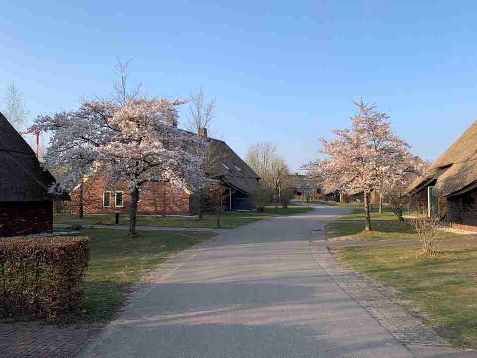 A tranquil lane at Hof van Saksen lined with charming thatched cottages and flowering cherry trees in full bloom, offering a glimpse into the idyllic and restful cottage accommodation experience at the resort.