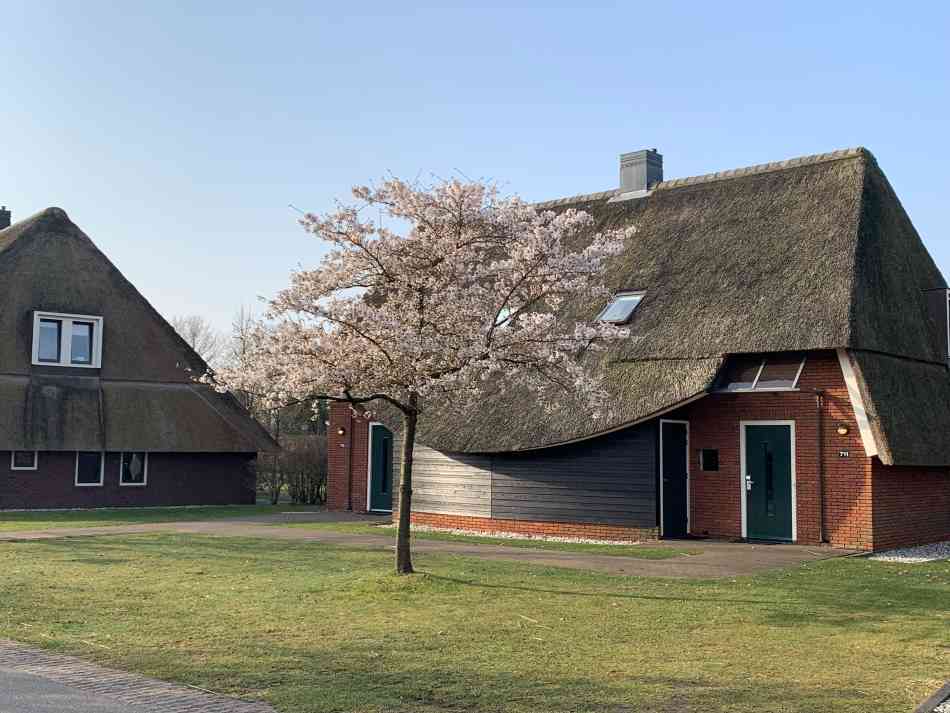 Charming thatched-roof cottages at Hof van Saksen surrounded by lush greenery and a blossoming cherry tree, capturing the essence of luxurious cottages that often feature in glowing Hof van Saksen reviews.