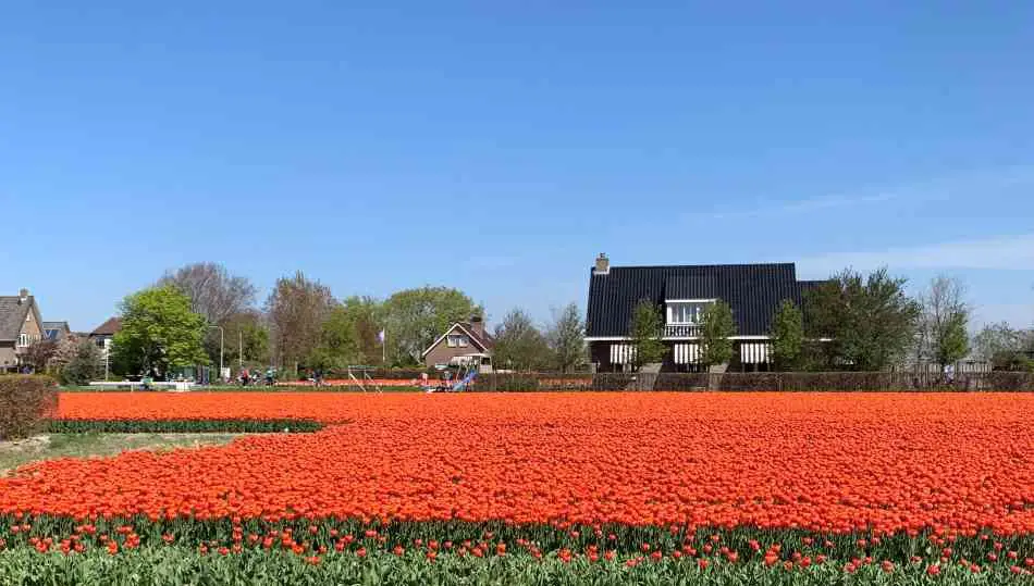 A tulip field near Hillegom