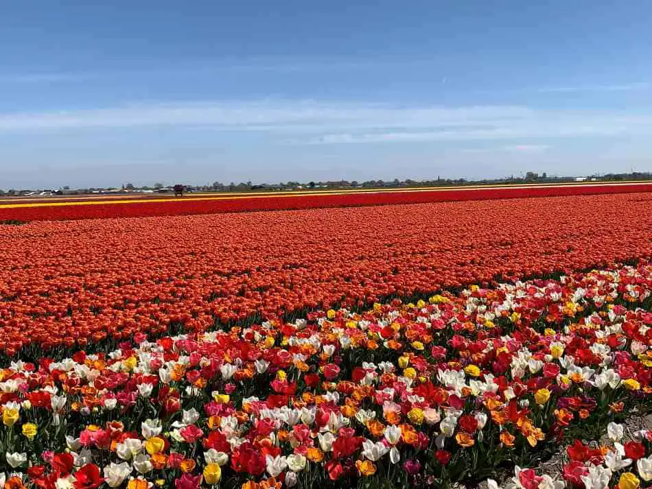Dutch tulip fields in full bloom