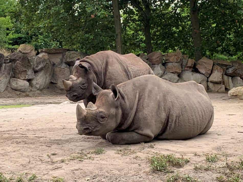 zoo safari nederland