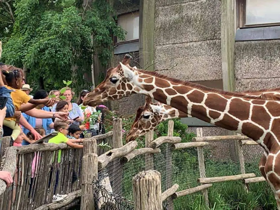 Giraffes in a zoo in the Netherland, fed by visitors