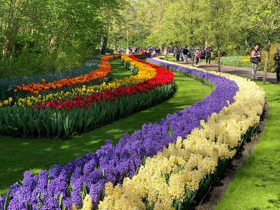 Blooming Hyacints and tulips, standing next to each other, in the Keukenhof