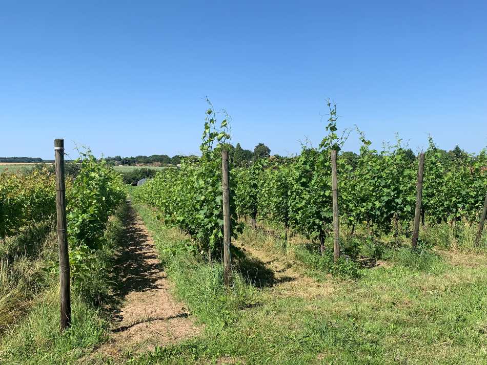 A vineyard in Groesbeek in The Netherlands
